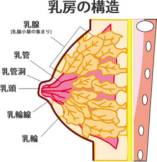 胸断面図|陥没乳頭 陥没乳首