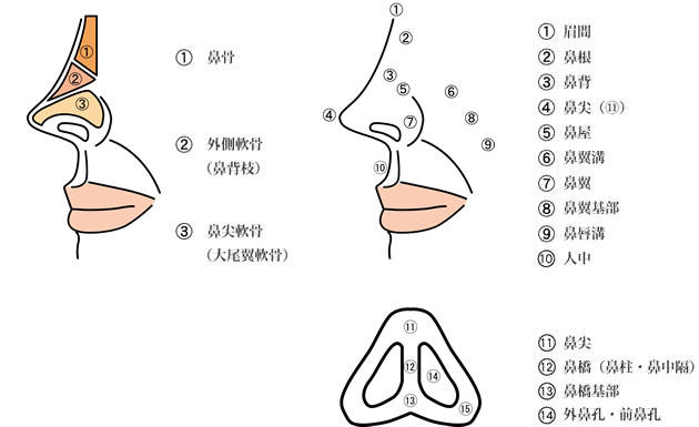 鼻図解