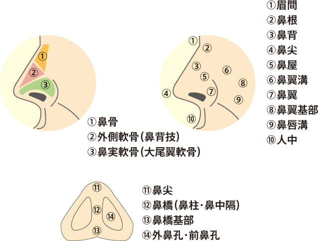 鼻 図