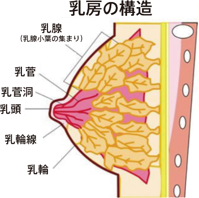 乳房の構造