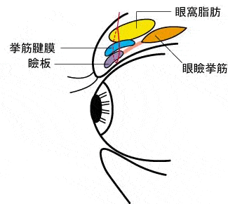 挙筋短縮法2