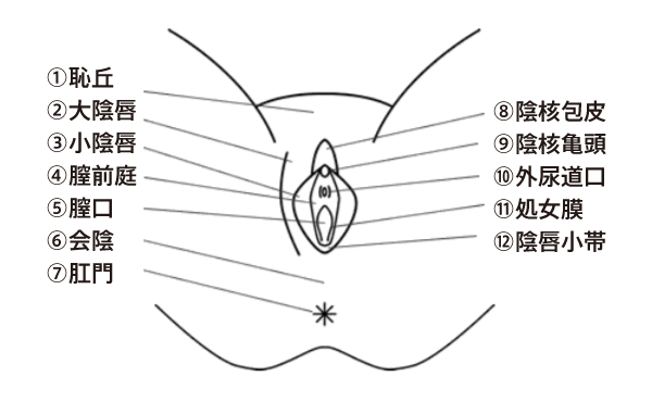 女性器の名称