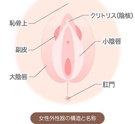 大陰唇 自由が丘クリニック