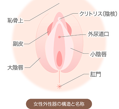 クリトリス写真 女性のクリトリスの場所や役割は？医師監修 - 夜の保健室