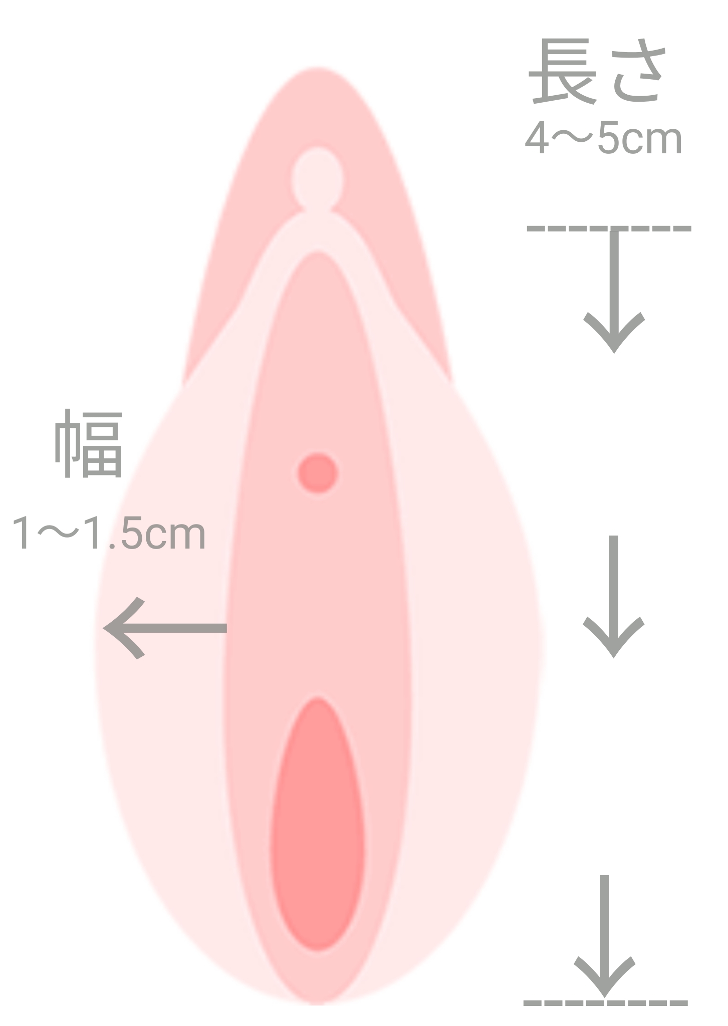 【小陰唇の平均・肥大・大きい原因-小陰唇を小さくしたい】